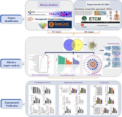 Integrative network pharmacology and experimental verification to reveal the anti-inflammatory mechanism of ginsenoside Rh4